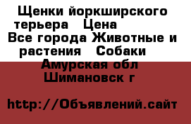 Щенки йоркширского терьера › Цена ­ 20 000 - Все города Животные и растения » Собаки   . Амурская обл.,Шимановск г.